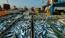 La pesca (Ente nazionale croato per il turismo)